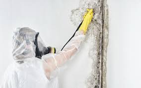 Why You Should Choose Our Mold Remediation Services in Plains, TX